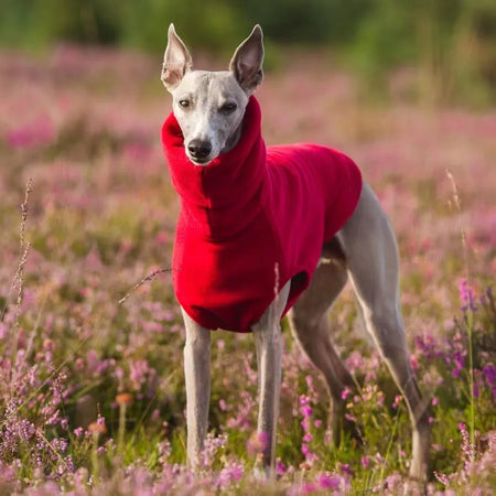 Pull d'hiver en polaire douce à col roulé pour chien