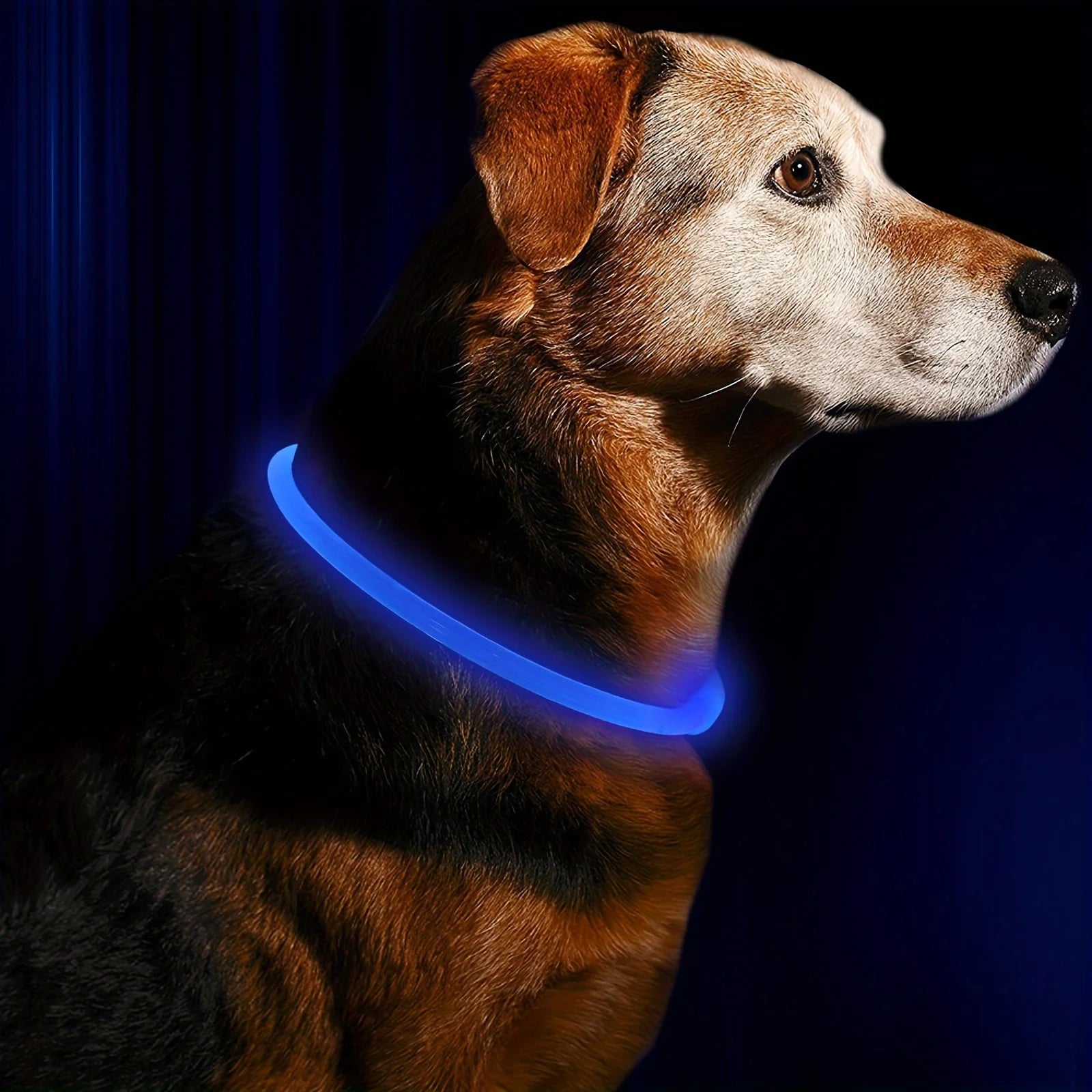 Collier Lumineux à LED Sécurisant avec 3 Modes d'Éclairage, Rechargeable par USB pour Chien