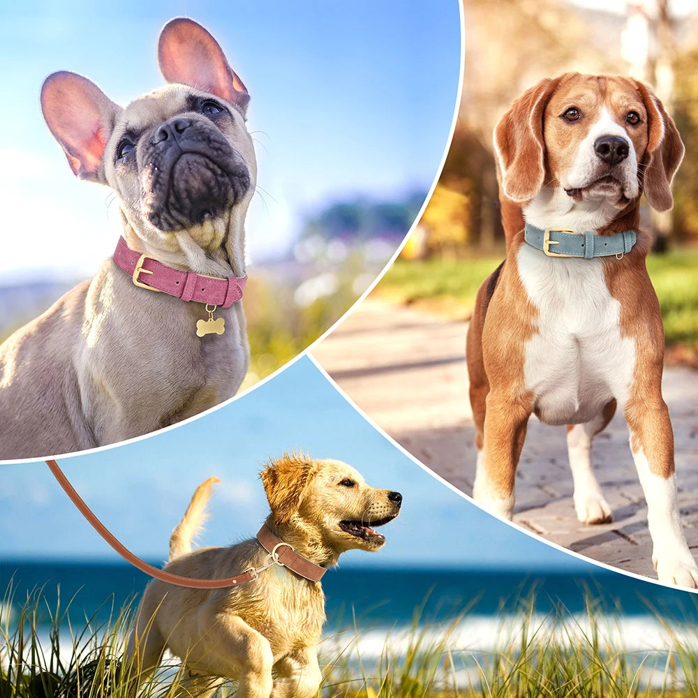 Collier doux et rembourré pour chien