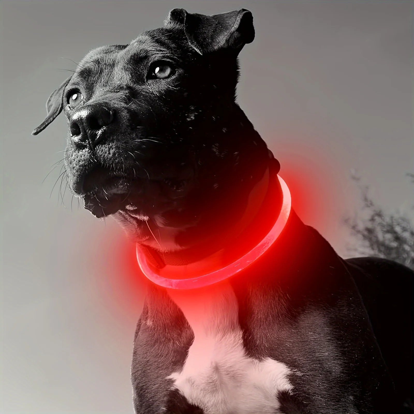 Collier Lumineux à LED Sécurisant avec 3 Modes d'Éclairage, Rechargeable par USB pour Chien